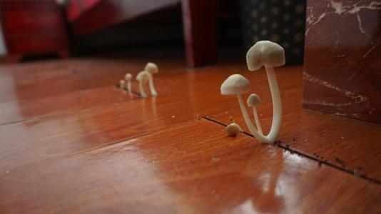 潮濕的地下室對(duì)人體有哪些危害？